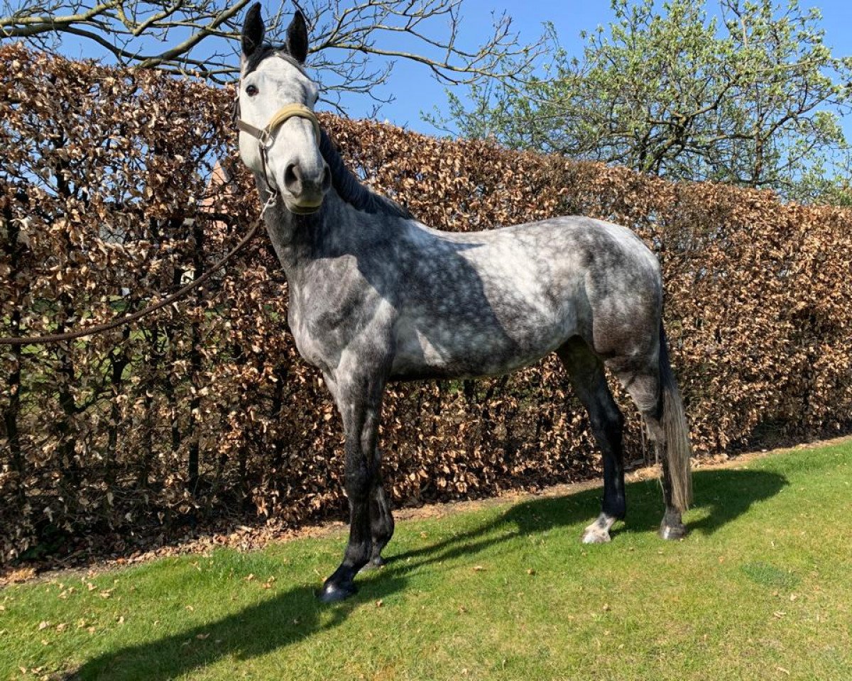 horse Pluto van de Claevervallei (Belgian Warmblood, 2015, from Cayado 3)