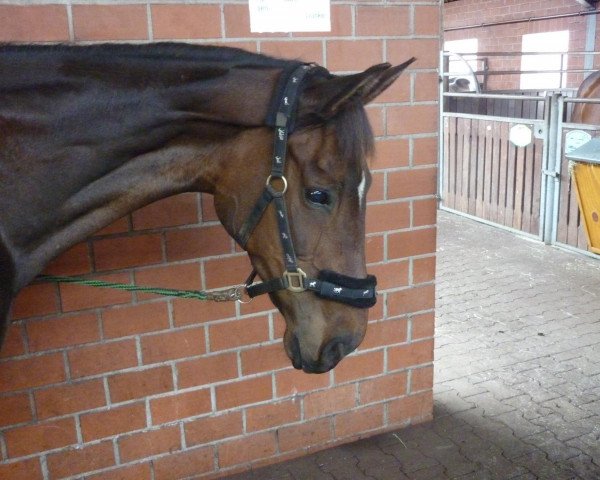 horse Daisy (Hanoverian, 1997, from Davignon I)