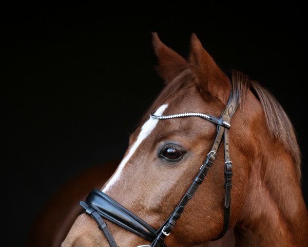 horse Hesselteichs Acapulco (German Riding Pony, 2008, from Golden Atreju)