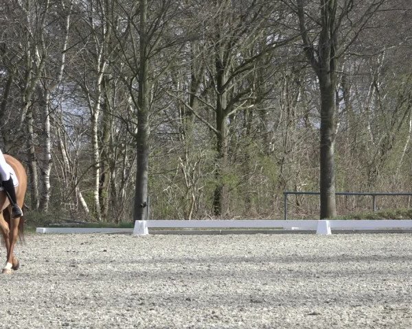 Reitturnier Elmlohe 2022