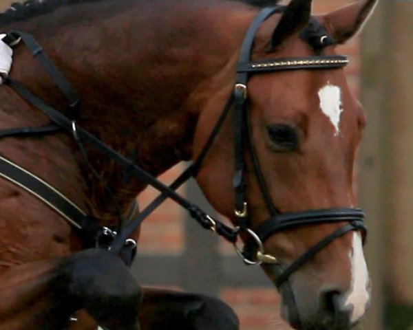 horse Armani Code 2 (Hanoverian, 2005, from Abke 4)