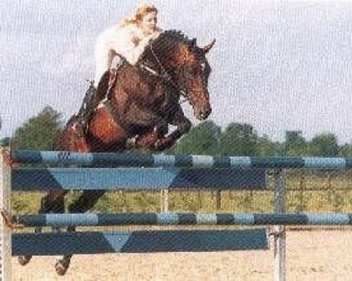 Deckhengst Dutchboy (KWPN (Niederländisches Warmblut), 1985, von Lucky Boy xx)