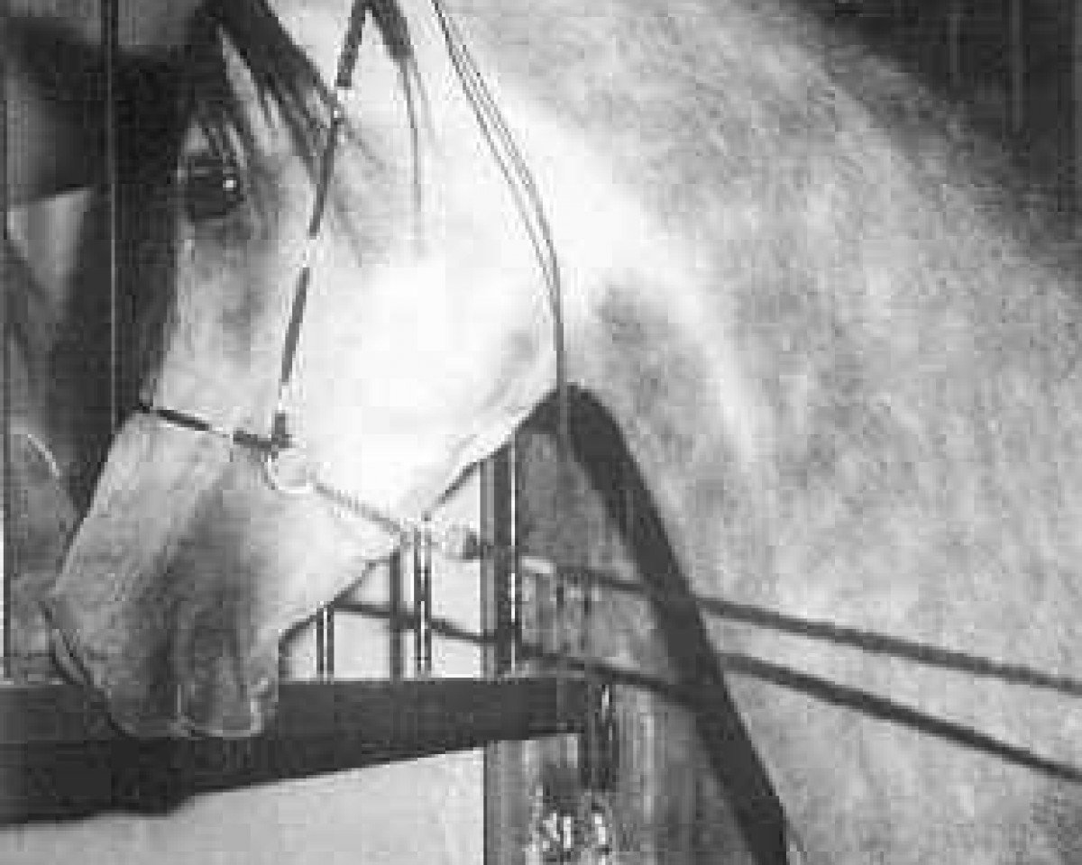 stallion Taymour EAO (Arabian purebred, 1979, from Akhtal EAO)