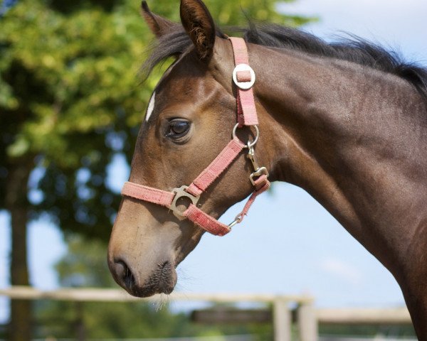 jumper Gracia Patricia 16 (German Sport Horse, 2013, from Orestus VDL)