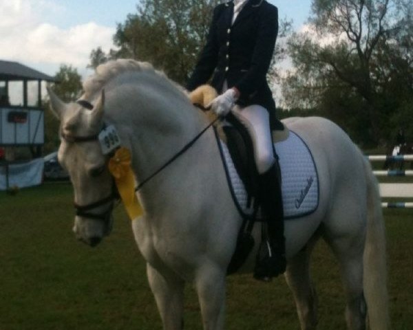 stallion Outlander (German Riding Pony, 2001, from Out-Break)
