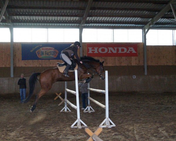 broodmare Belissima (German Riding Pony, 2002, from Maccardo)