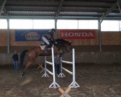 broodmare Belissima (German Riding Pony, 2002, from Maccardo)