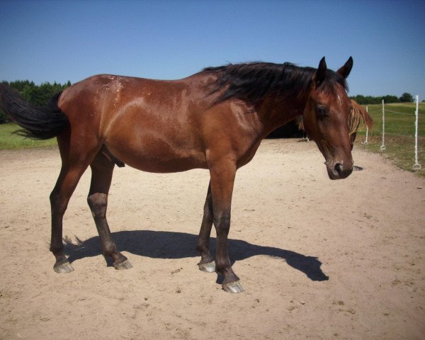 Pferd Arne vom Erlengrund (Knabstrupper, 2011, von Django von der Happy Horse Ranch)