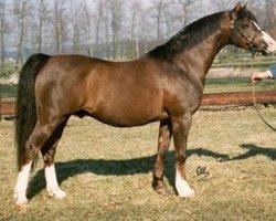 stallion Hafod-yr-Esgob Buzby (Welsh-Pony (Section B), 1980, from Nefydd Autumn's Chuckle)