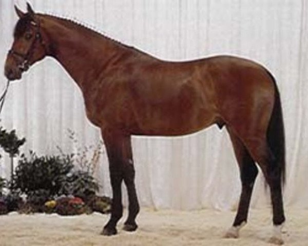 stallion Fernando (Danish Warmblood, 1990, from Fanal Prydsholm)