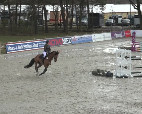 Reitturnier Westergellersen 2022