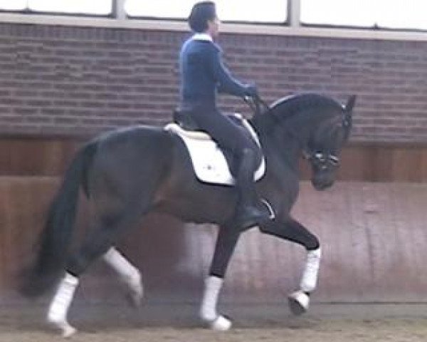 horse Stanley MR (Oldenburg, 2010, from Serano Gold)