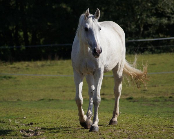 broodmare India (Holsteiner, 1994, from Alasca)