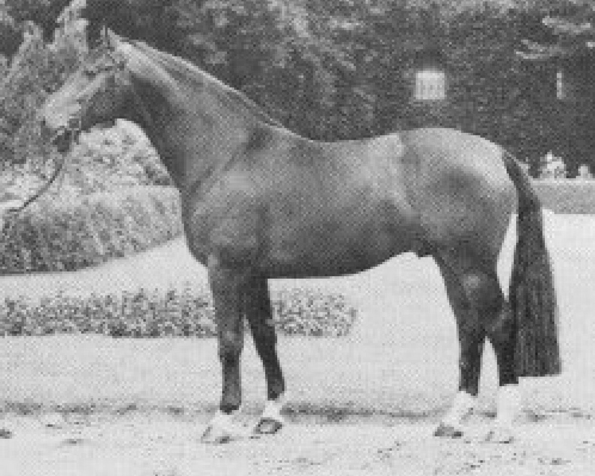 stallion Duckwitz I (Westphalian, 1966, from Ducker)