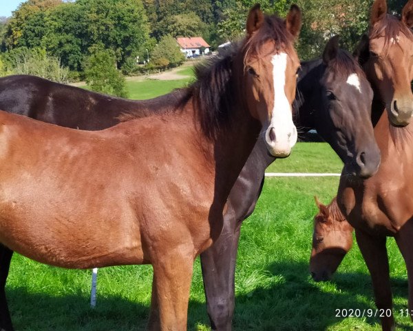 jumper Norton Z (Zangersheide riding horse, 2019, from Neos 2)