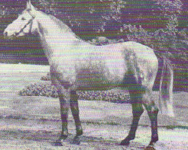 Deckhengst Droste (Westfale, 1972, von Duckstein)