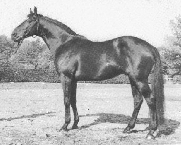 stallion Lektor xx (Thoroughbred, 1968, from Alarich xx)