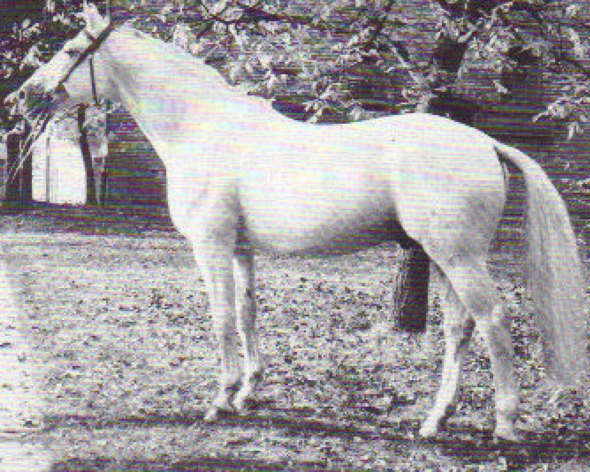 stallion Landsknecht I (Hanoverian, 1966, from Lasso)