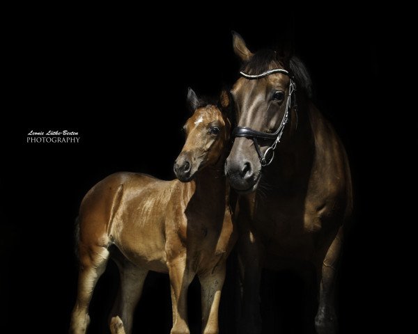 Zuchtstute First sight love AD (Westfale, 2021, von First Deal)