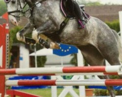 Springpferd Djalino (KWPN (Niederländisches Warmblut), 2008, von Larino)
