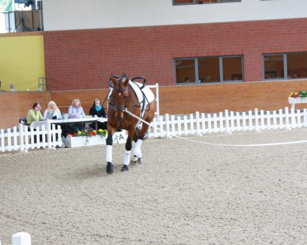horse Wandessa 5 (Hanoverian, 2002, from Worldly I)