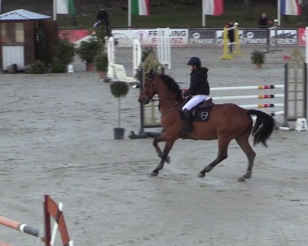 Reitturnier Westergellersen 2022