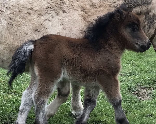 Zuchtstute Dorosalas Lucy Brown (Shetland Pony (unter 87 cm), 2022, von Dorosalas Milo)