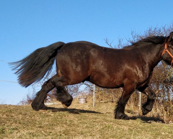 horse Sky (Rhenish-German Cold-Blood, 2019, from Skat 5411)