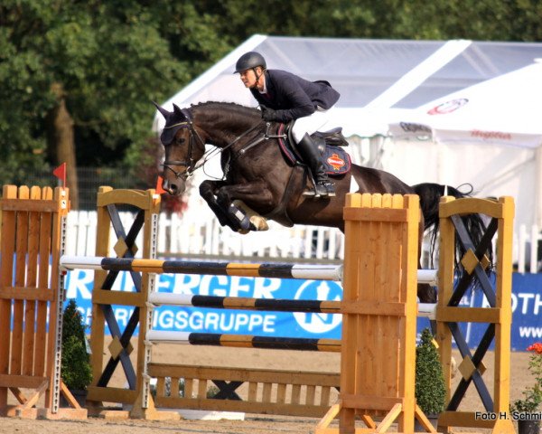 broodmare Con Touch S (Westphalian, 2006, from Con Cento)