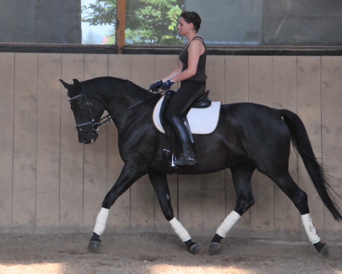 Avlshoppe Schnippe 6 (Hannoveraner, 2006, fra Sir Donnerhall I)