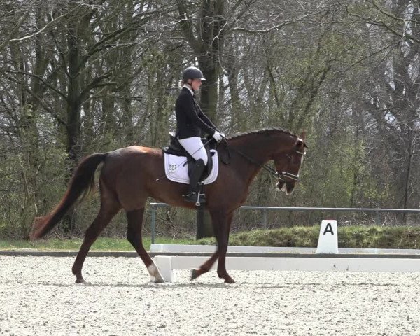 Reitturnier Elmlohe 2022
