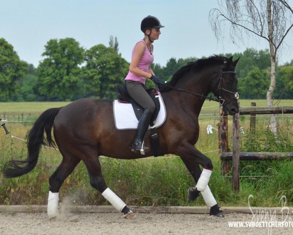 jumper Avido 2 (Trakehner, 2005, from Sonnenstrahl 3417)