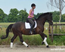 jumper Avido 2 (Trakehner, 2005, from Sonnenstrahl 3417)