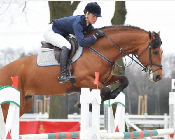 jumper Antaeus (Italian Warmblood, 2008, from Argentinus)