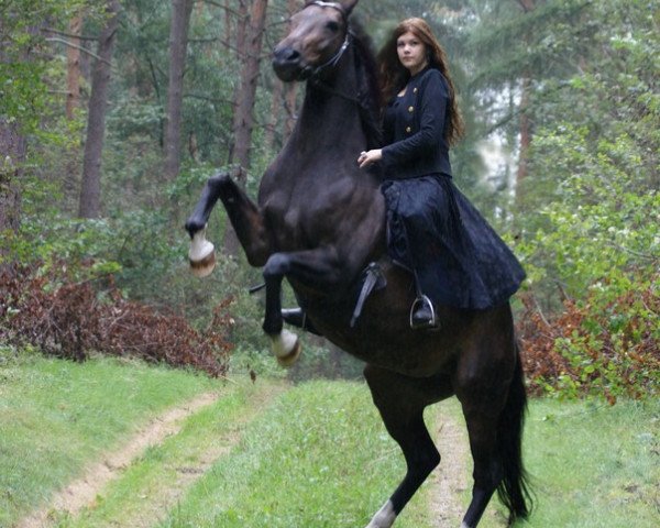 broodmare Donner Pantera (Westphalian, 1995, from Donnerschlag)