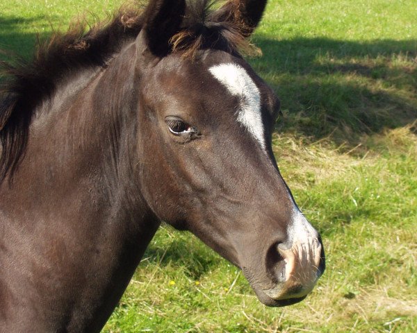 broodmare Lila Grace 2 (German Riding Pony, 2004, from Mac Geyver)