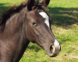 broodmare Lila Grace 2 (German Riding Pony, 2004, from Mac Geyver)