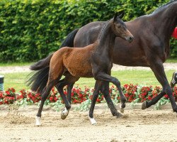 horse For Fun (Westphalian, 2013, from Franziskus FRH)