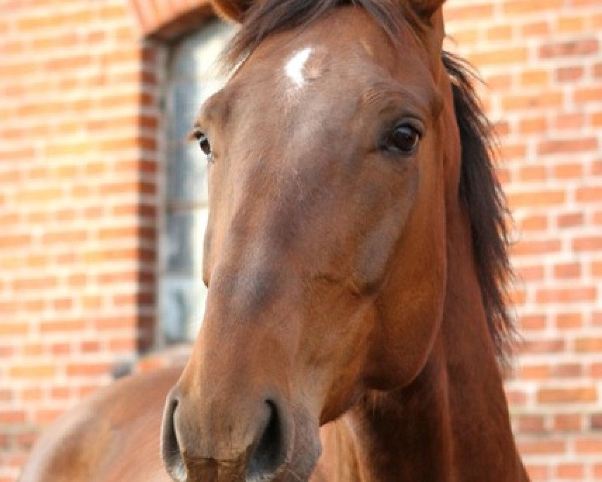 horse Cora 589 (Mecklenburg, 2006, from Carpino 2)