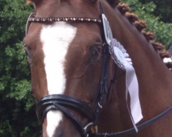 dressage horse Con Amour 2 (Westphalian, 2005, from Camirez L)