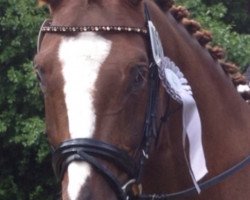dressage horse Con Amour 2 (Westphalian, 2005, from Camirez L)