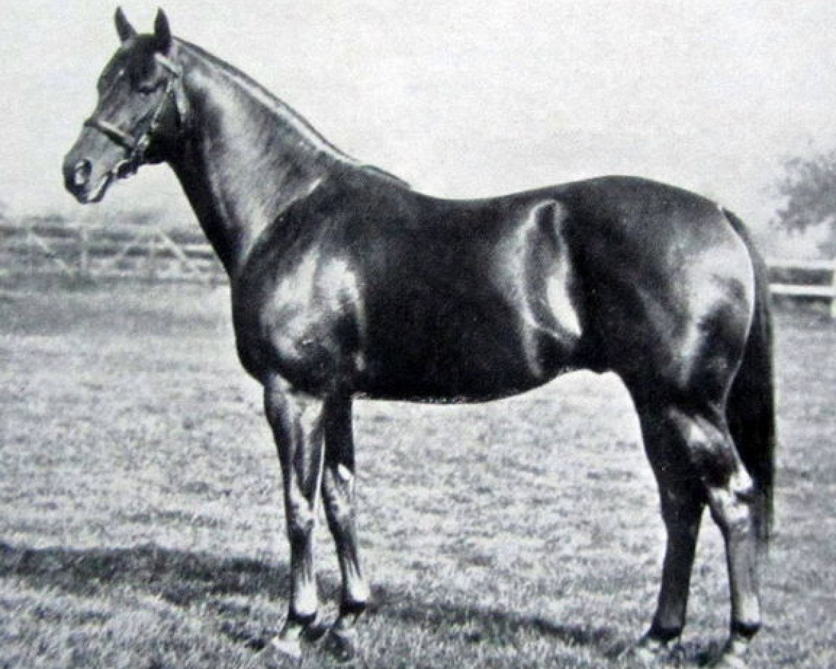 stallion Gold Bridge xx (Thoroughbred, 1929, from Golden Boss xx)