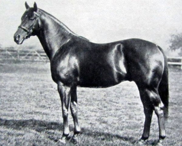 stallion Gold Bridge xx (Thoroughbred, 1929, from Golden Boss xx)