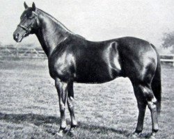 stallion Gold Bridge xx (Thoroughbred, 1929, from Golden Boss xx)