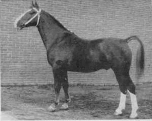 Deckhengst Urgent (Gelderländer, 1955, von Pasha)