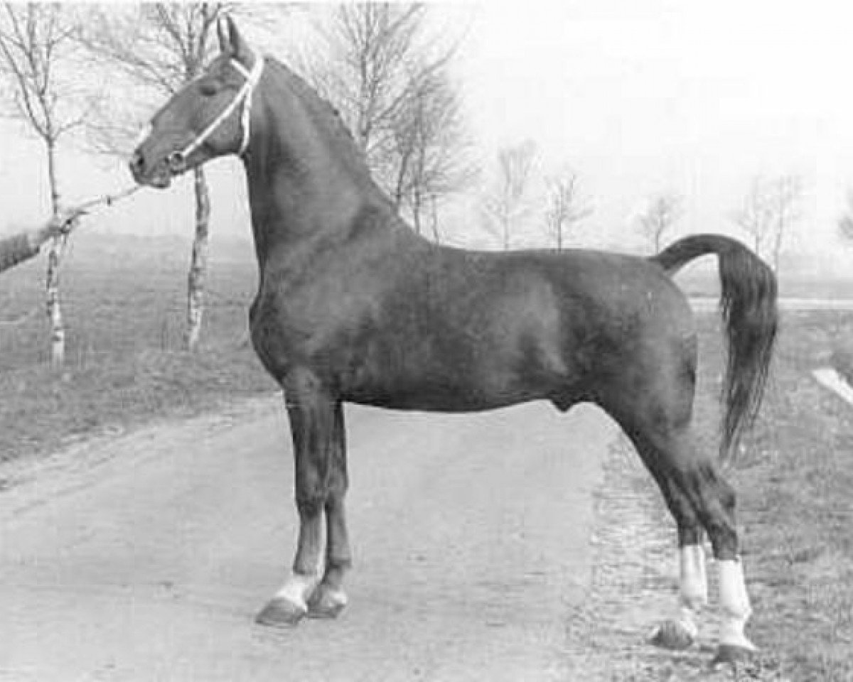 Hřebec Oriant (KWPN (Nizozemský teplokrevník), 1973, od Gloriant)