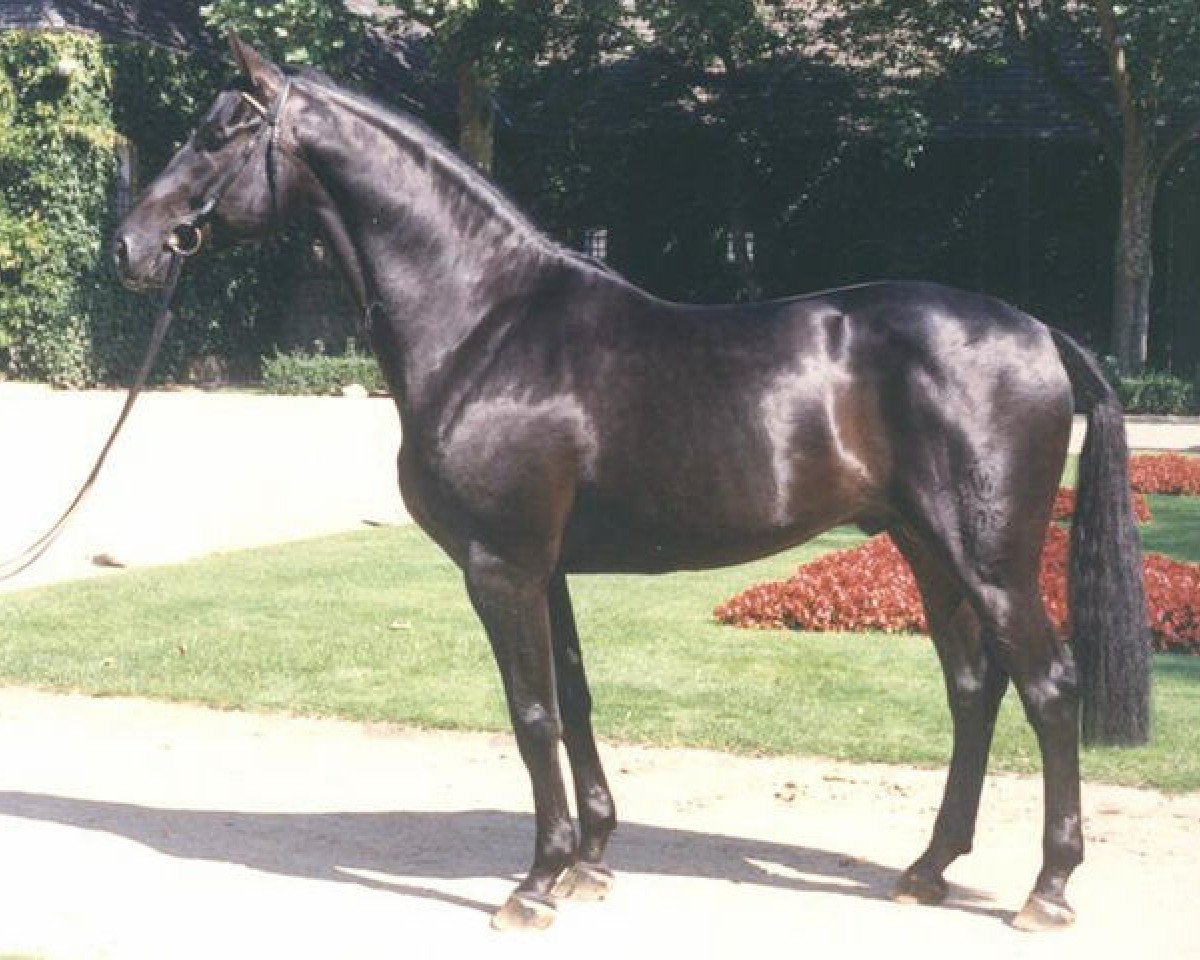 stallion Ritterorden (Westphalian, 1987, from Rex Fritz)