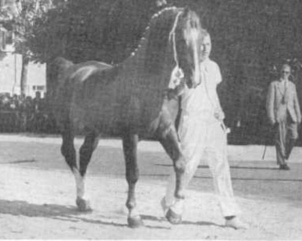 Deckhengst Virtuoos (Gelderländer, 1956, von Roland) Deckhengst Virtuoos (Gelderländer, 1956, von Roland)