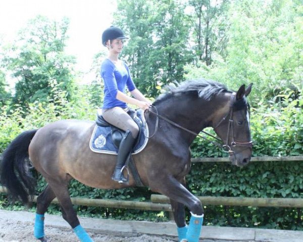 Springpferd Lisett 18 (Westfale, 1999, von Literat)