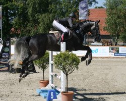Springpferd Cornet Vivendi (Westfale, 2009, von Cornet Fever)
